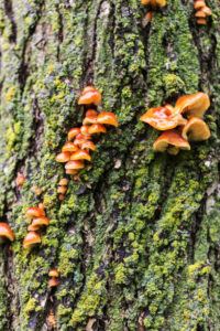 Tree Bark