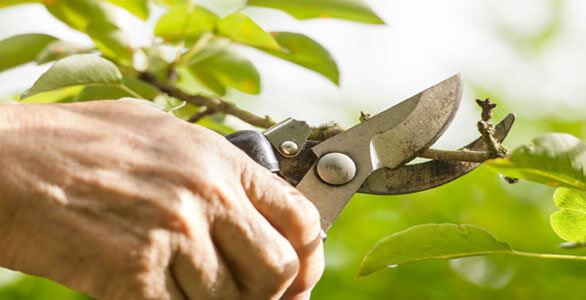 hand holding shears pruning small green leafy branches