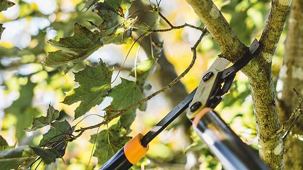 tree branch being pruned with tree shears