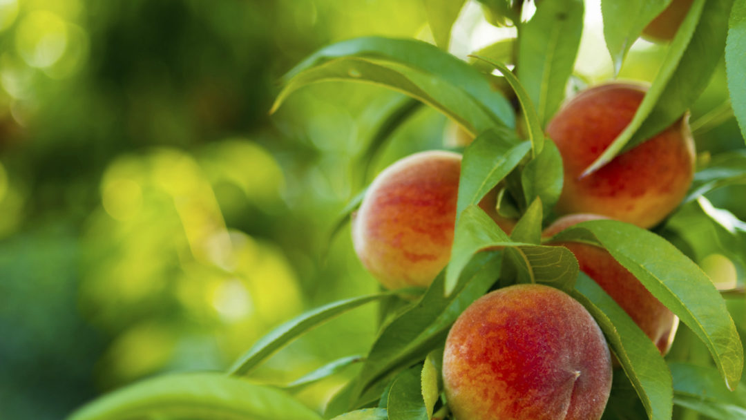 portrait shot of georgia peaches with a blurred leafy background