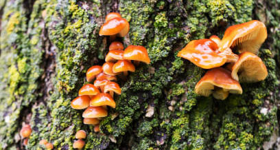 orange red fungus on mossy tree bark